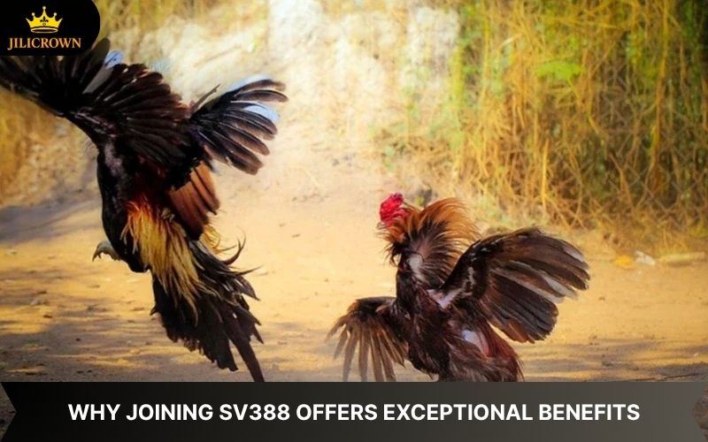 SV388 Lobby Cockfighting – A Thrilling Arena, Top-Notch Betting 5 sv388 lobby benefits of joining sv388 cockfighting platform