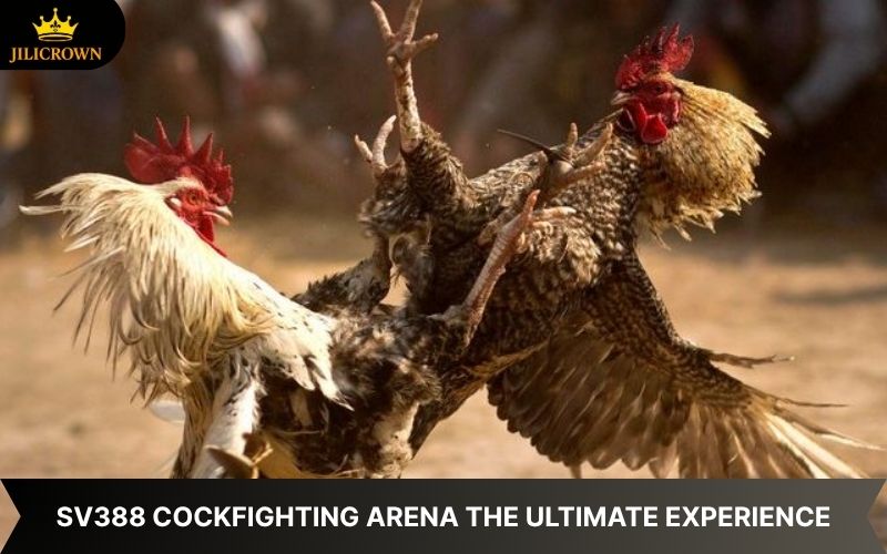 SV388 Lobby Cockfighting – A Thrilling Arena, Top-Notch Betting 1 sv388 lobby cockfighting arena with thrilling matchups