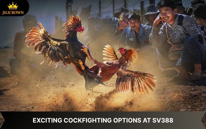 SV388 Lobby Cockfighting – A Thrilling Arena, Top-Notch Betting 2 sv388 lobby explore exciting cockfighting games at sv388