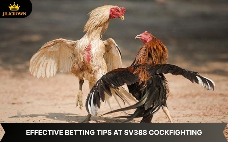 SV388 Lobby Cockfighting – A Thrilling Arena, Top-Notch Betting 4 sv388 lobby smart tips to bet on sv388 cockfights effectively
