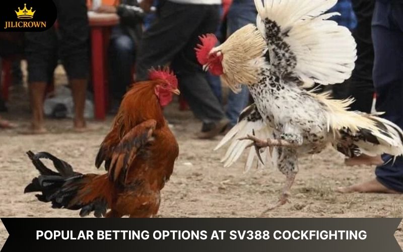 SV388 Lobby Cockfighting – A Thrilling Arena, Top-Notch Betting 3 sv388 lobby top betting choices for sv388 cockfighting fans