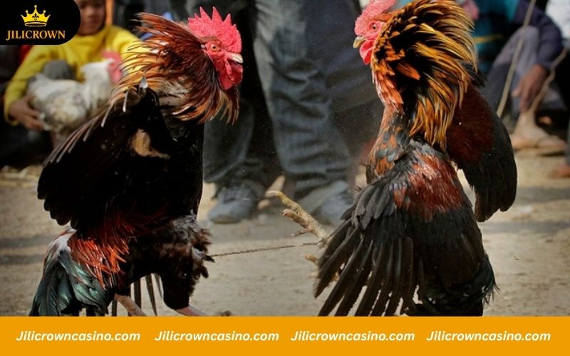 SV128 - Trusted Cockfighting Arena, High Winning Rates Every Day. 1 Basic guide to gamecock matches