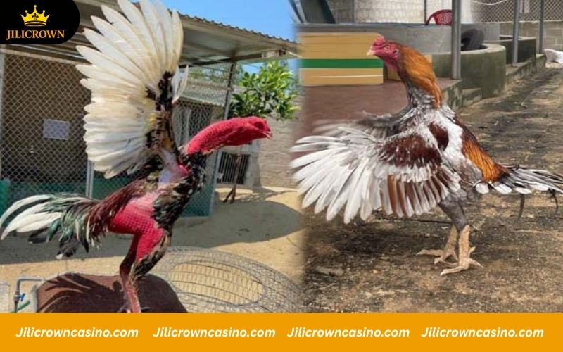SV128 - Trusted Cockfighting Arena, High Winning Rates Every Day. 2 Popular fight formats for roosters