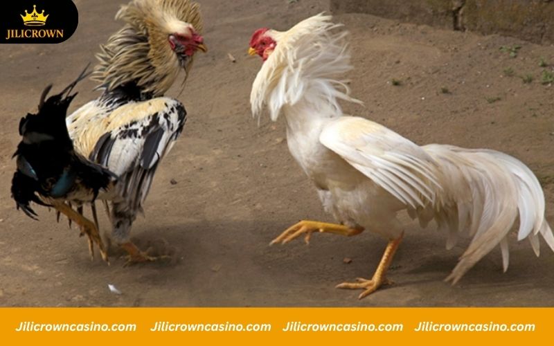 SV128 - Trusted Cockfighting Arena, High Winning Rates Every Day. 3 Top reasons to join online rooster