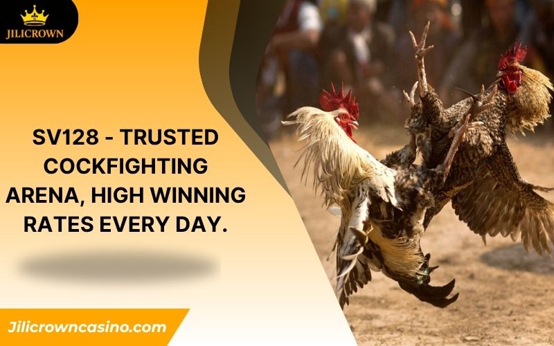 SV128 - Trusted Cockfighting Arena, High Winning Rates Every Day. 2 SV128