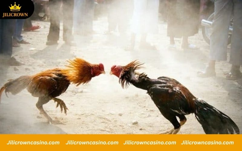 WS168 - Official Registration with 100K Code Giveaway 4 Fast app for quick WS168 cockfighting bets