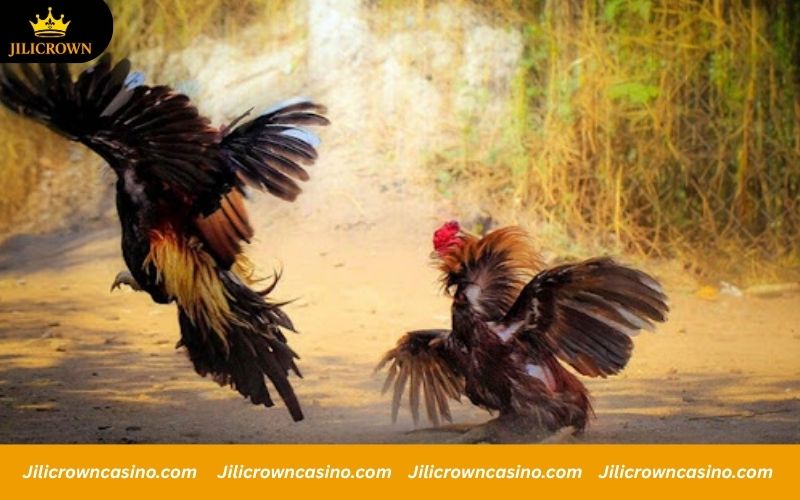 WS168 - Official Registration with 100K Code Giveaway 3 Gamecock fighting match styles