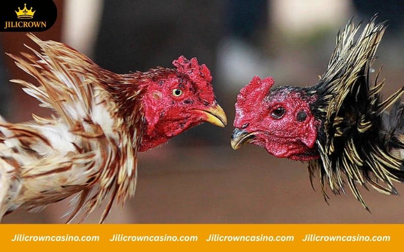 WS168 - Official Registration with 100K Code Giveaway 5 Key phrases for rooster betting