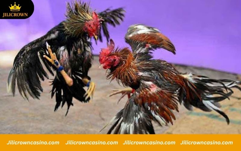 WS168 - Official Registration with 100K Code Giveaway 2 Main benefits of betting on roosters